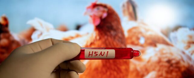 US Confirms First Human Case of Bird Flu With No Known Animal Trace