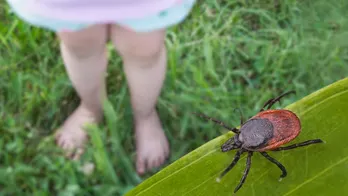 Tick-borne Wetland virus, newly discovered in China, could cause damage to brain, researchers say