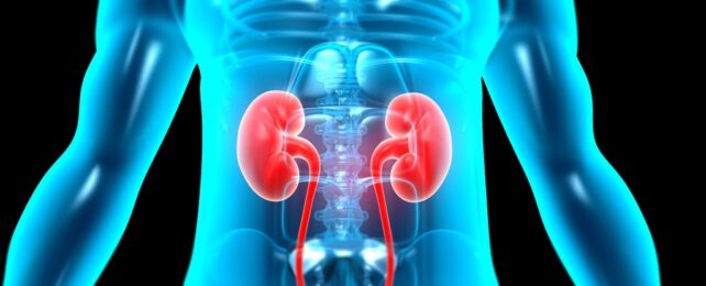 Forever Chemicals May Damage Kidney Function, Evidence Shows